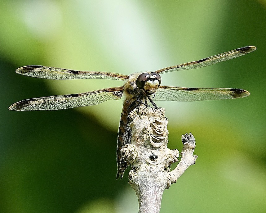 four-spotted chaser